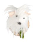 Kleiderhaken Hund