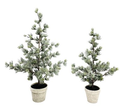 Sapin
