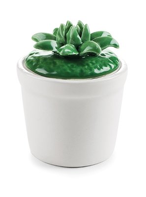 Box with cactus