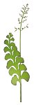 foglia stick 98 cm +60 cm stick; 2 pz