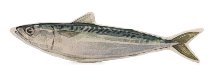 Pesce
