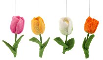 Tulipano 4 ass.