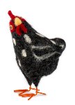 Poule noire